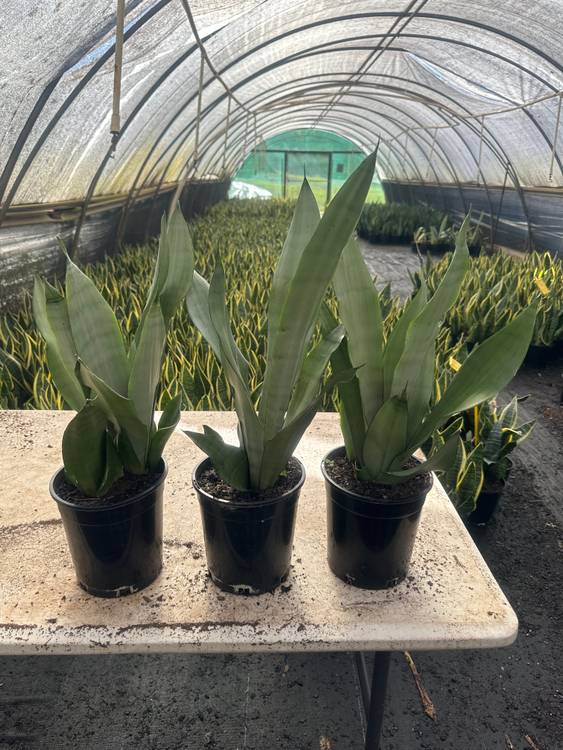 Sansevieria trifasciata Moonshine, photo 6