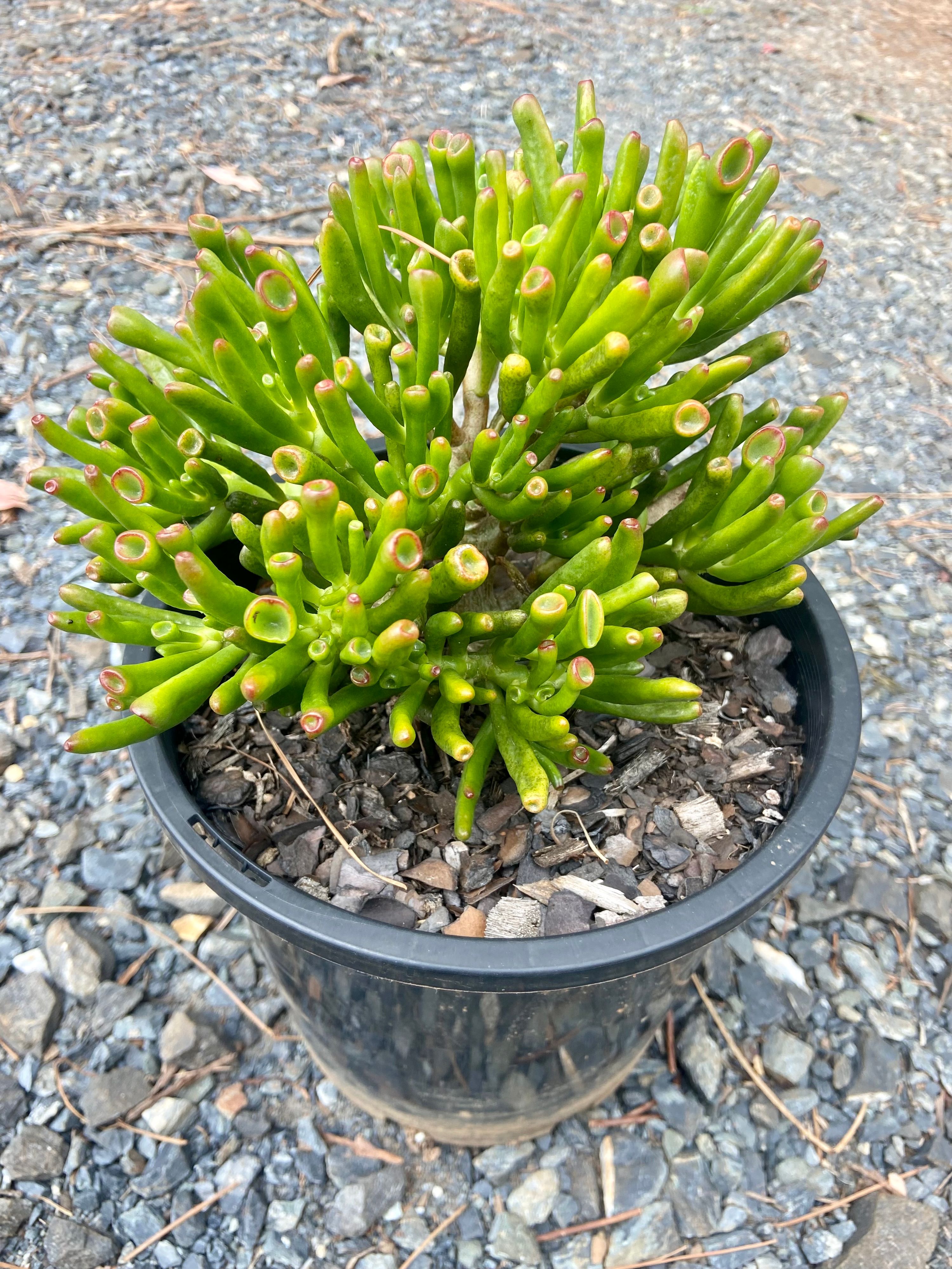 Crassula ovata Gollum, photo 2