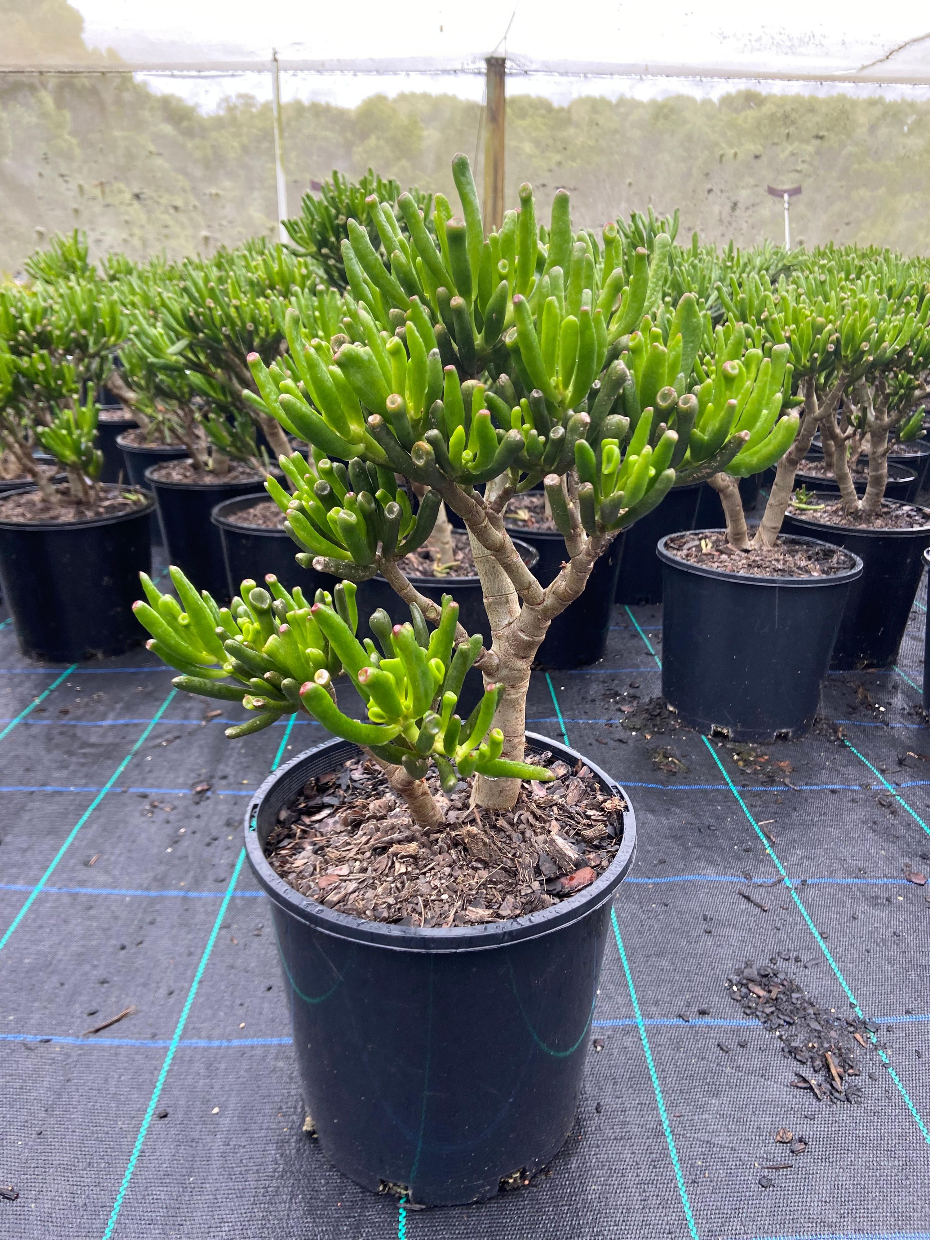 Crassula ovata Gollum, photo 3