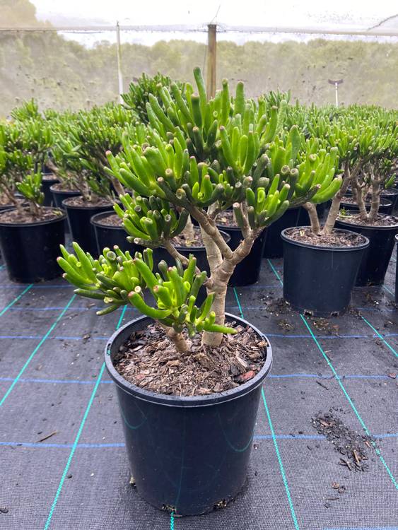 Crassula ovata Gollum, photo 3