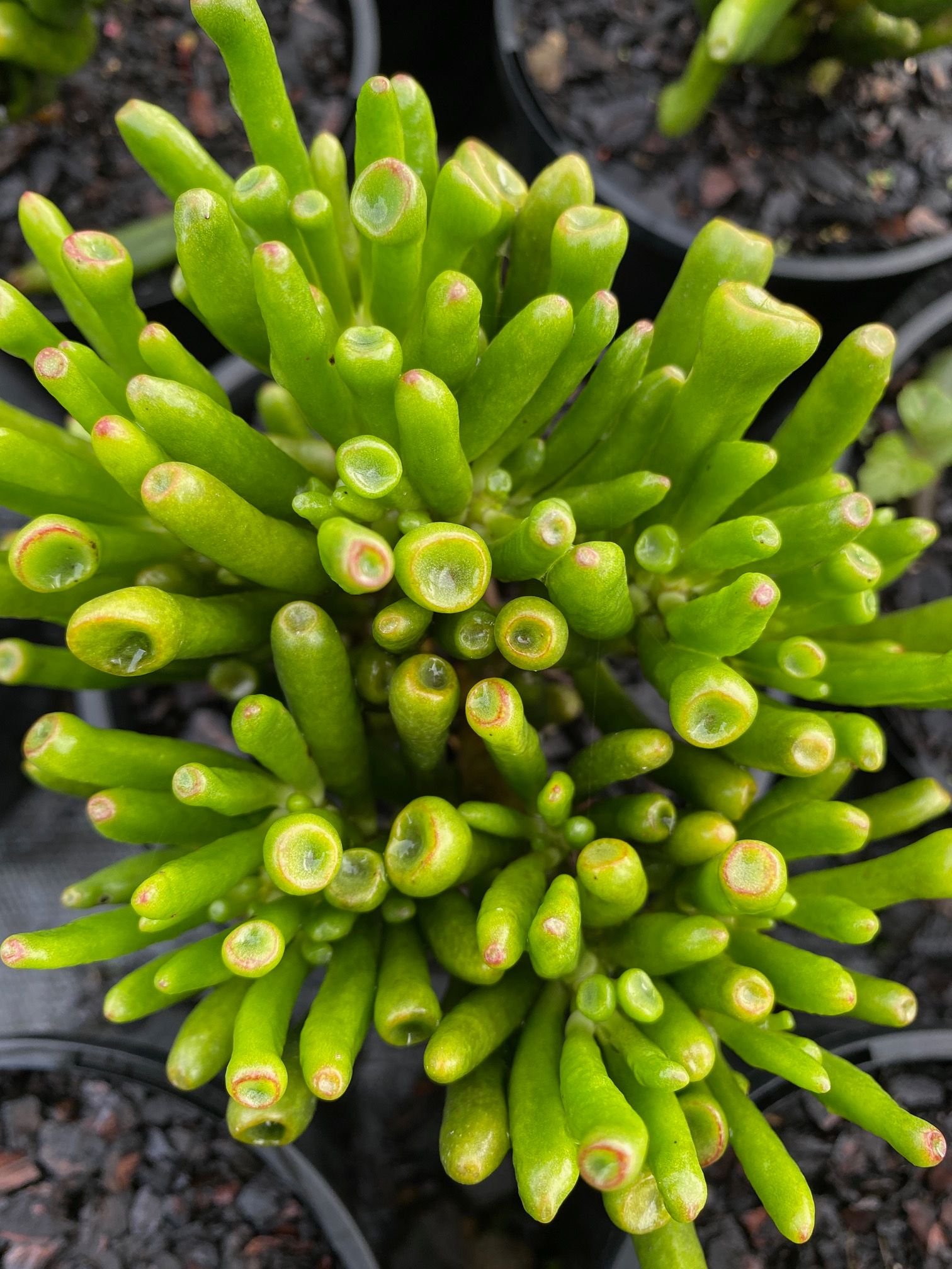 Crassula ovata Gollum grown at the nursery