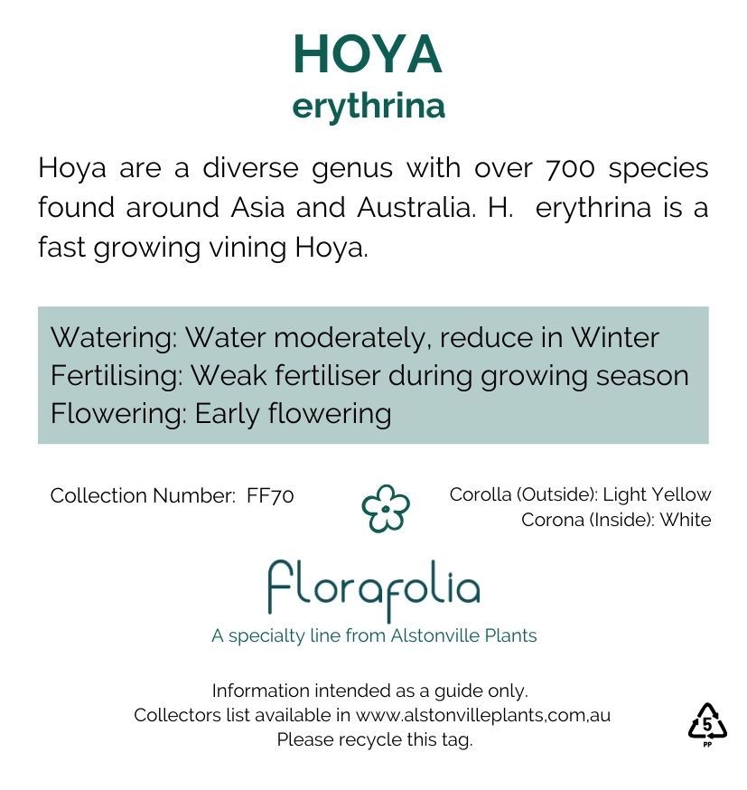 Hoya erythrina, photo 6