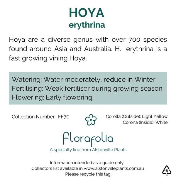 Hoya erythrina, photo 5