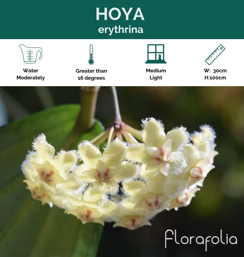 Hoya erythrina, photo 5