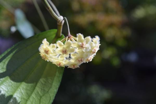Hoya erythrina, photo 2