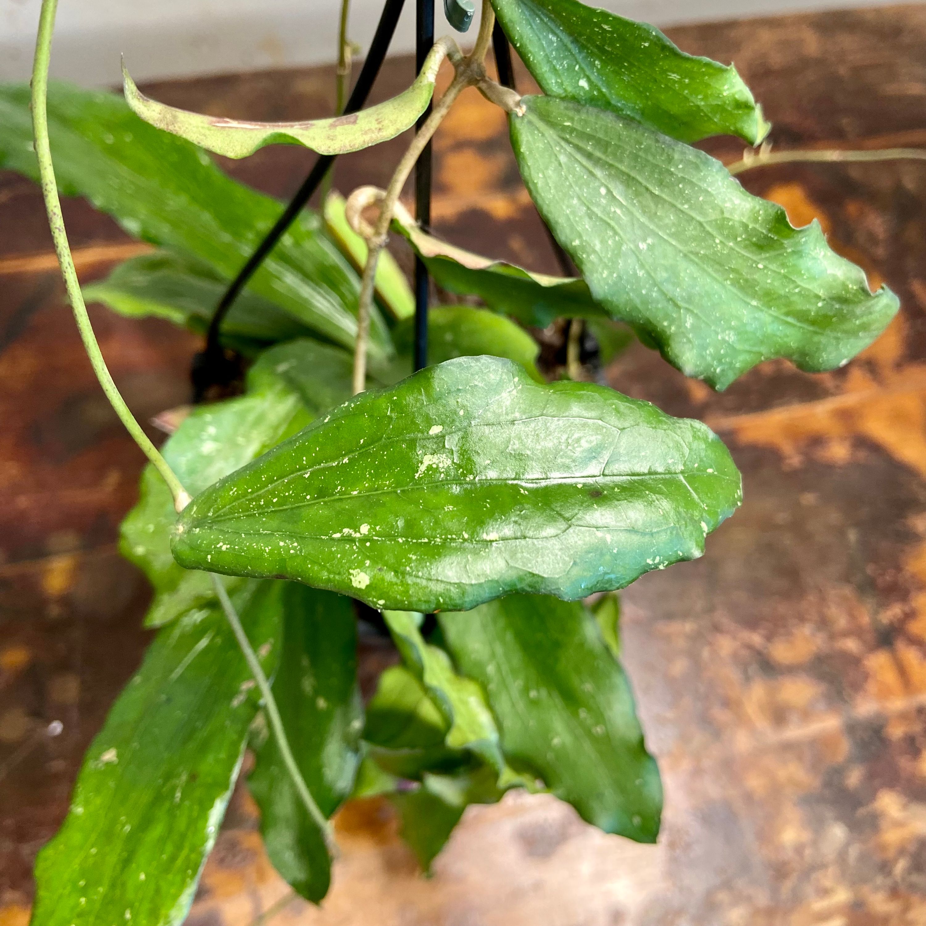 Hoya erythrina, photo 2
