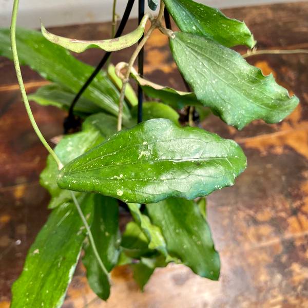 Hoya erythrina, photo 2