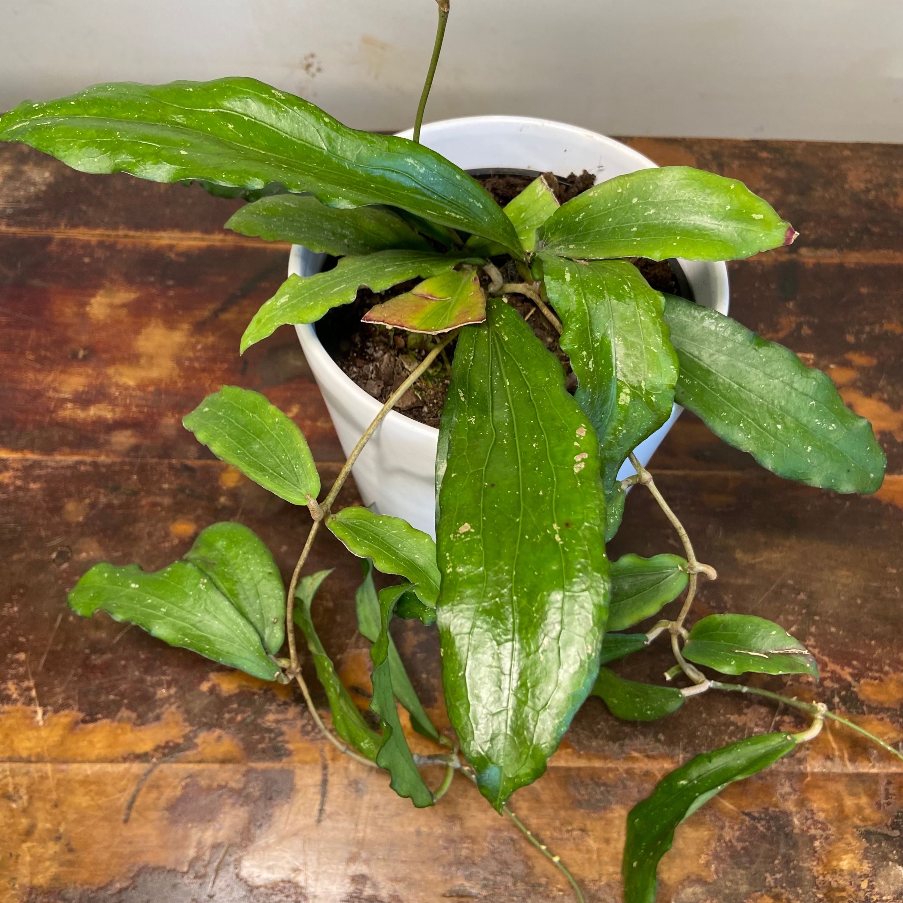 Hoya erythrina, photo 3