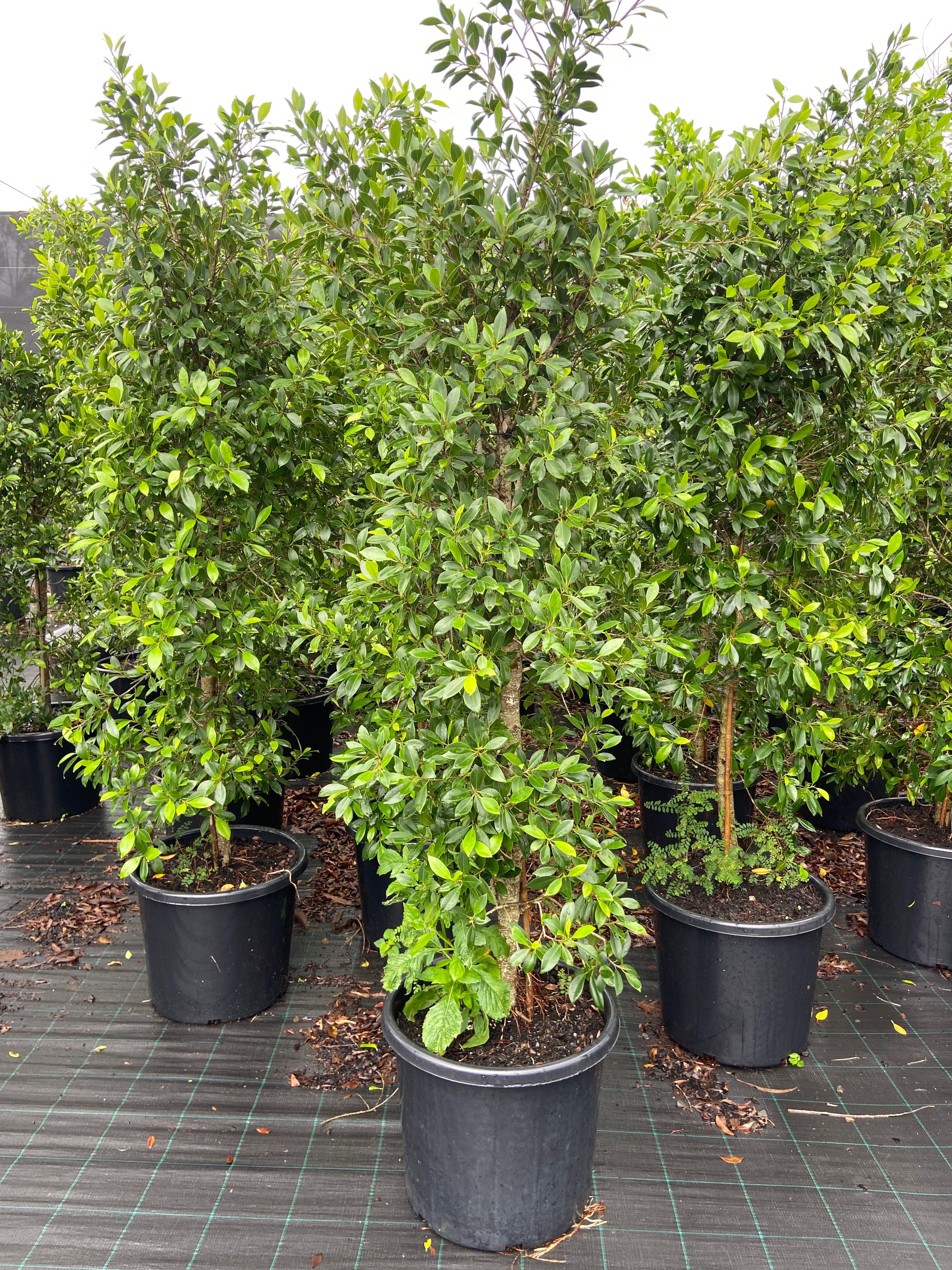 Ficus hillii grown at the nursery