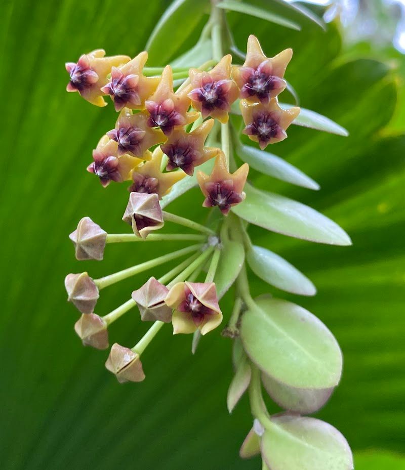 Hoya cummingiana grown at the nursery