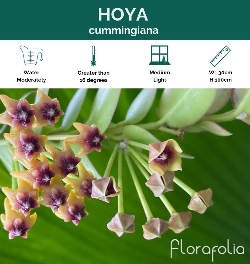 Hoya cummingiana, photo 4
