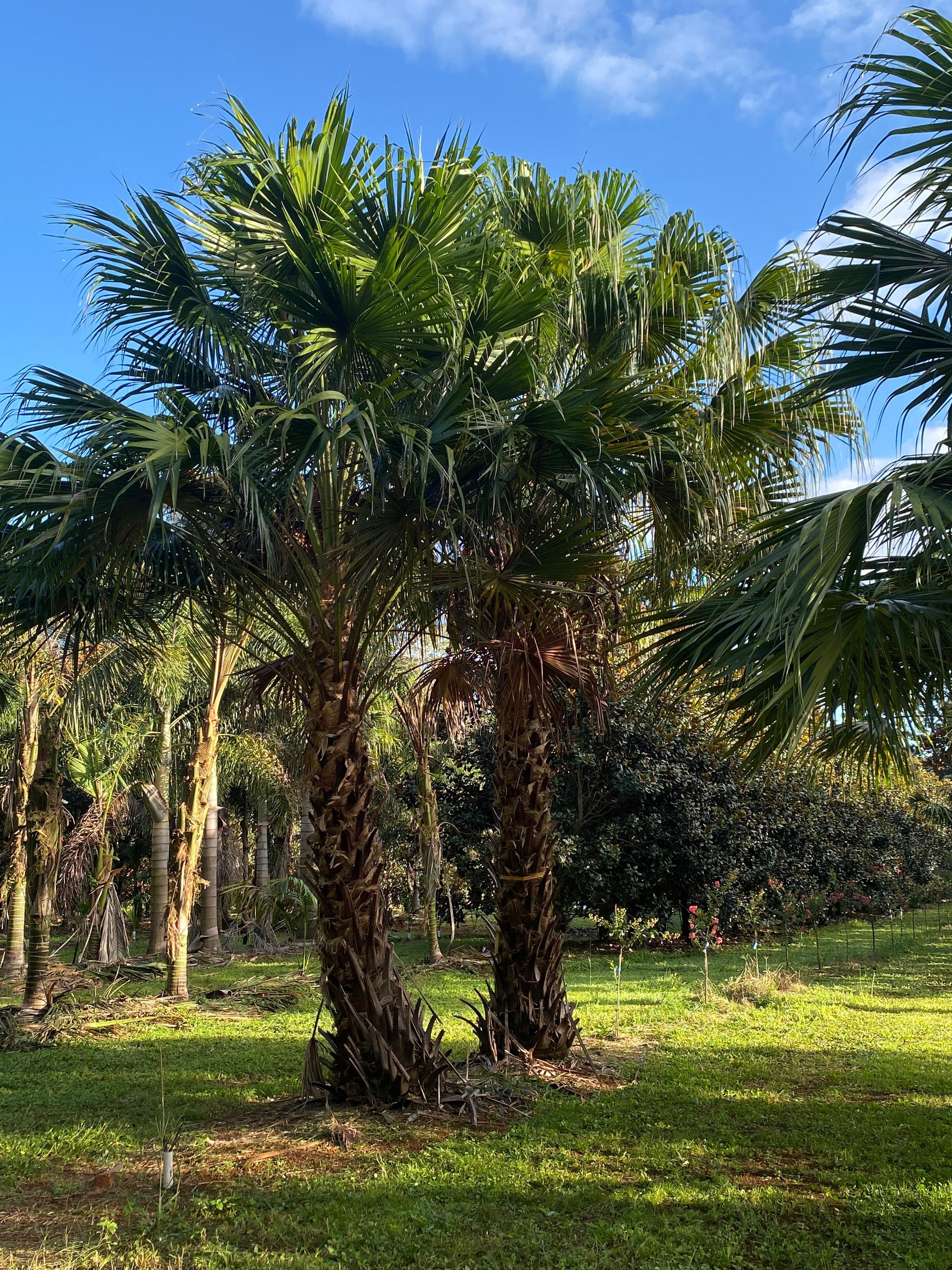 Livistona australis grown at the nursery
