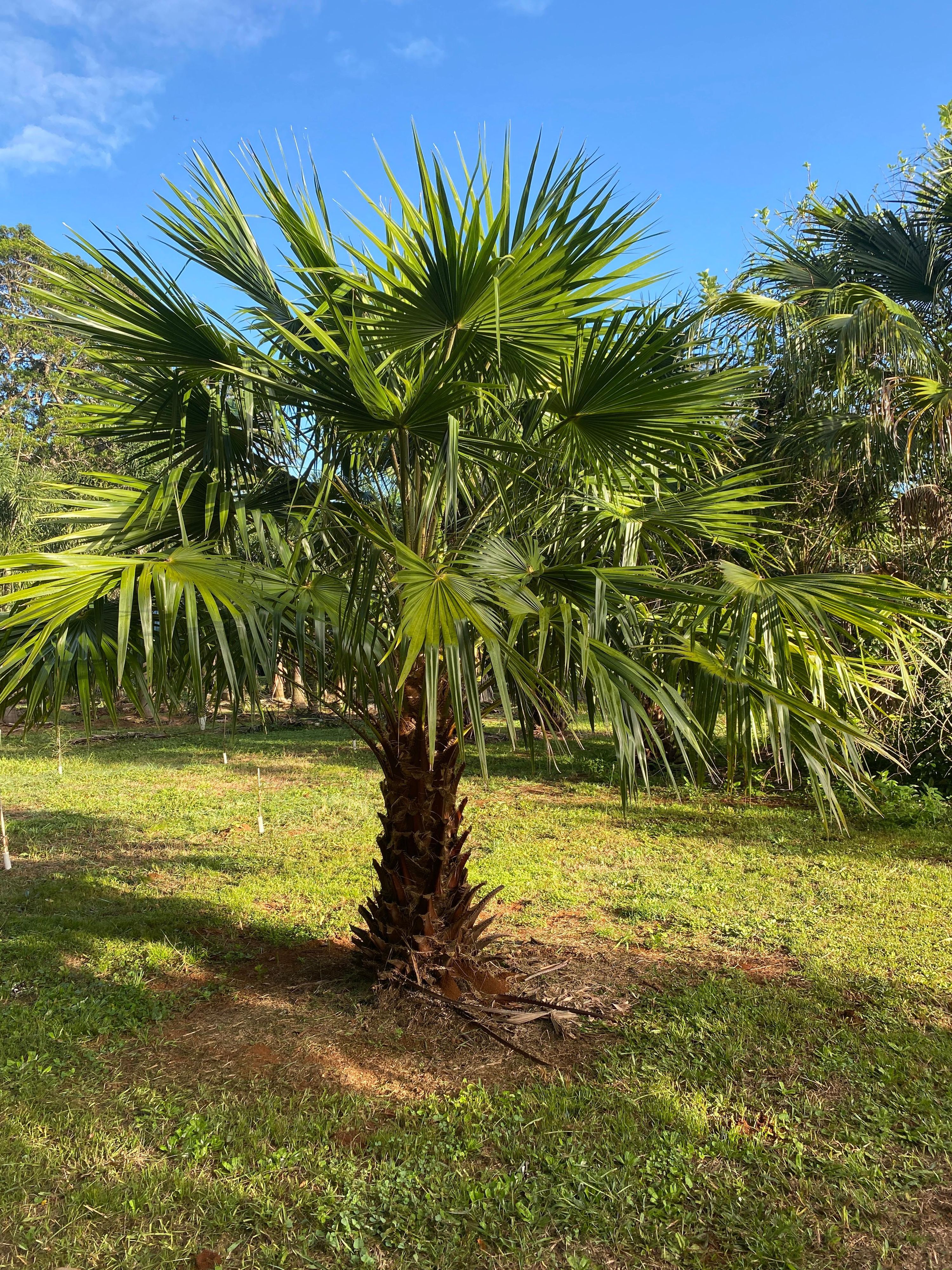 Livistona australis, photo 3