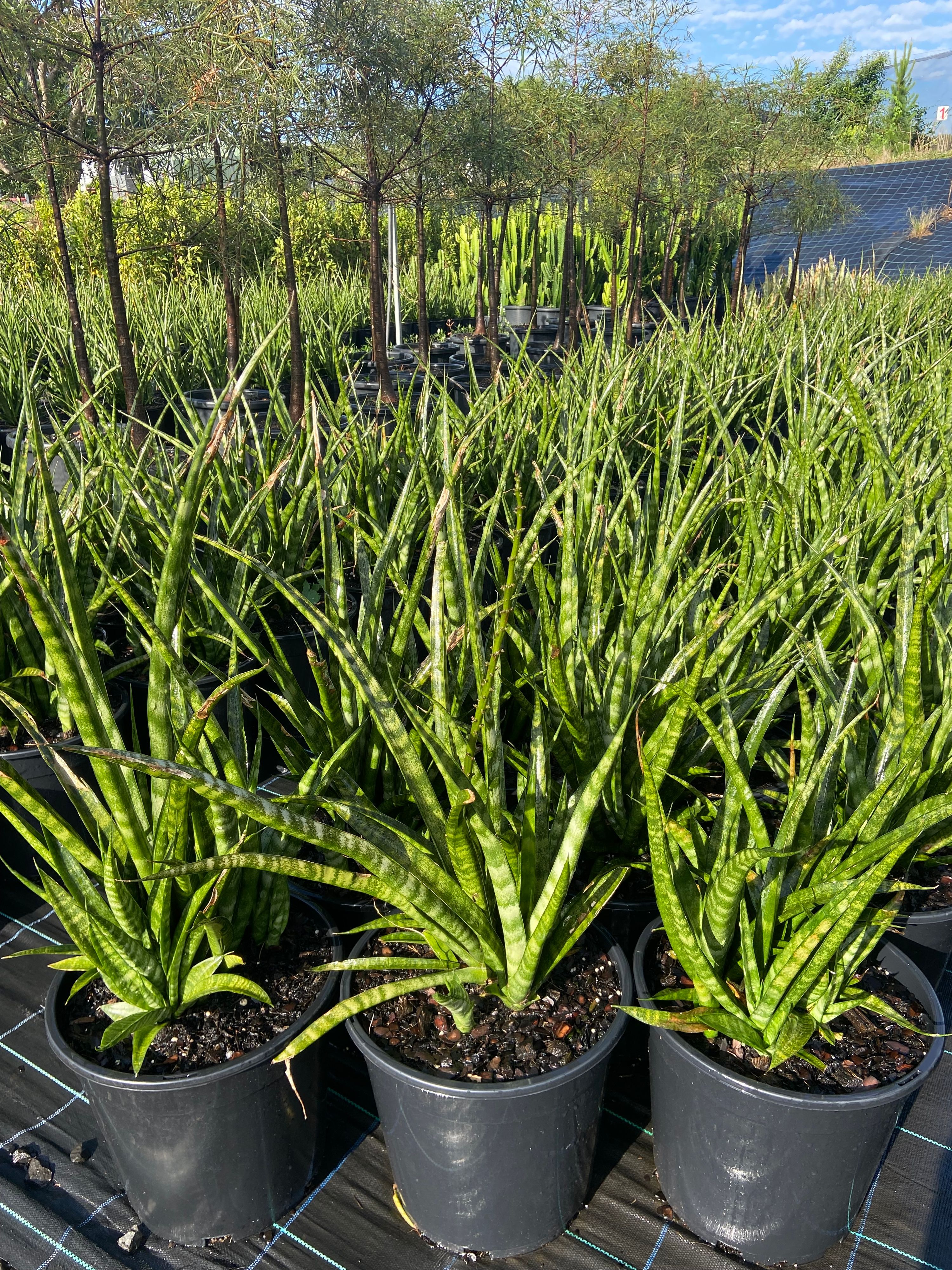 Sansevieria Parva (Uganda) grown at the nursery