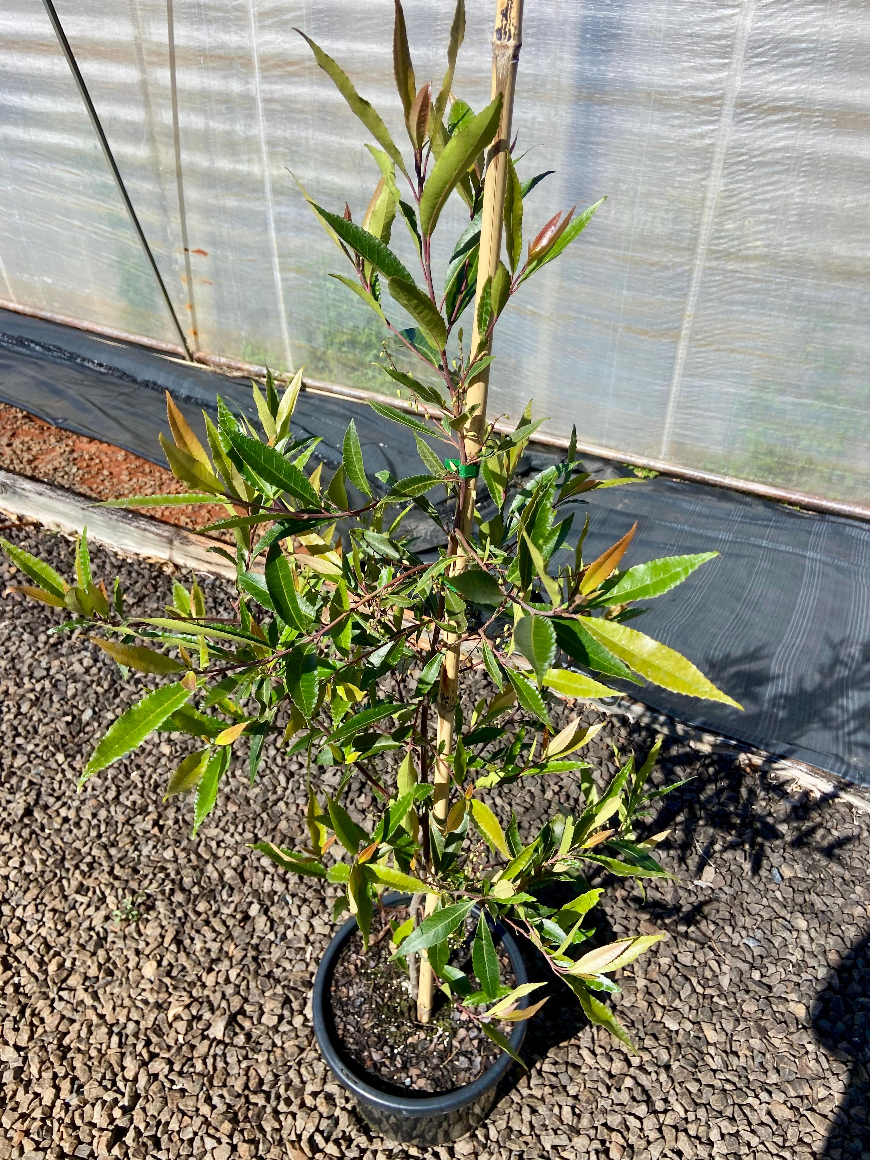 Elaeocarpus reticulatus grown at the nursery