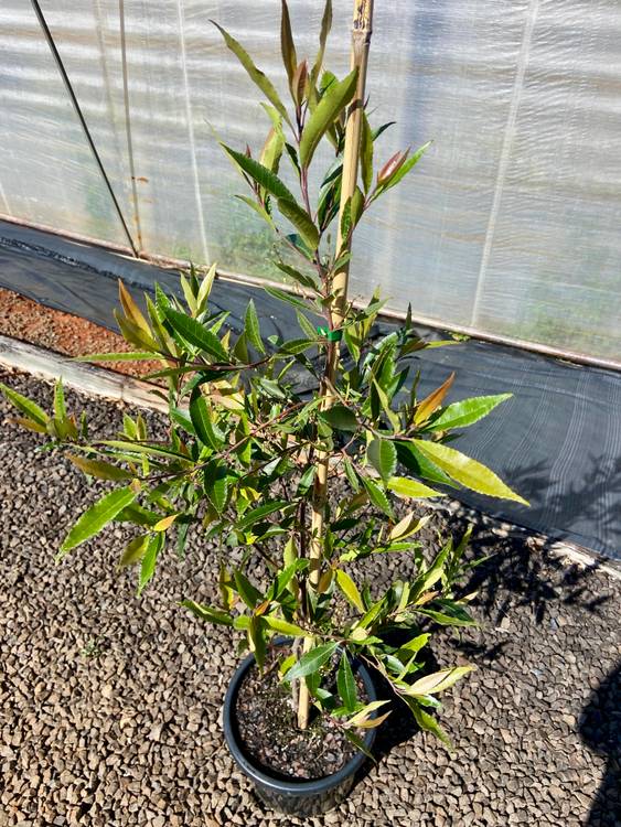 Elaeocarpus reticulatus, photo 4