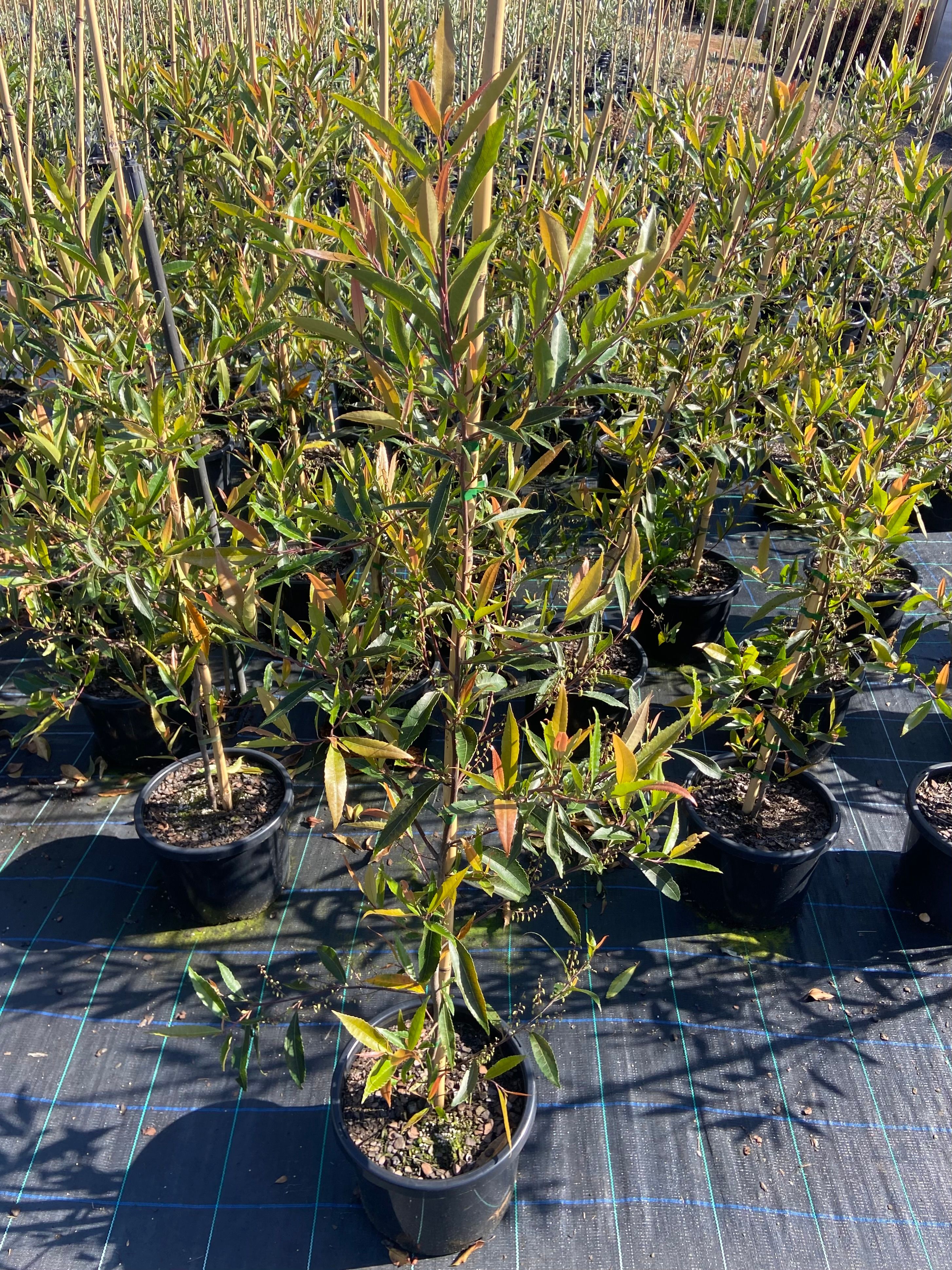 Elaeocarpus reticulatus, photo 3