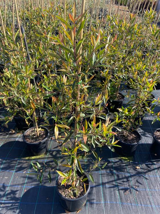 Elaeocarpus reticulatus, photo 3