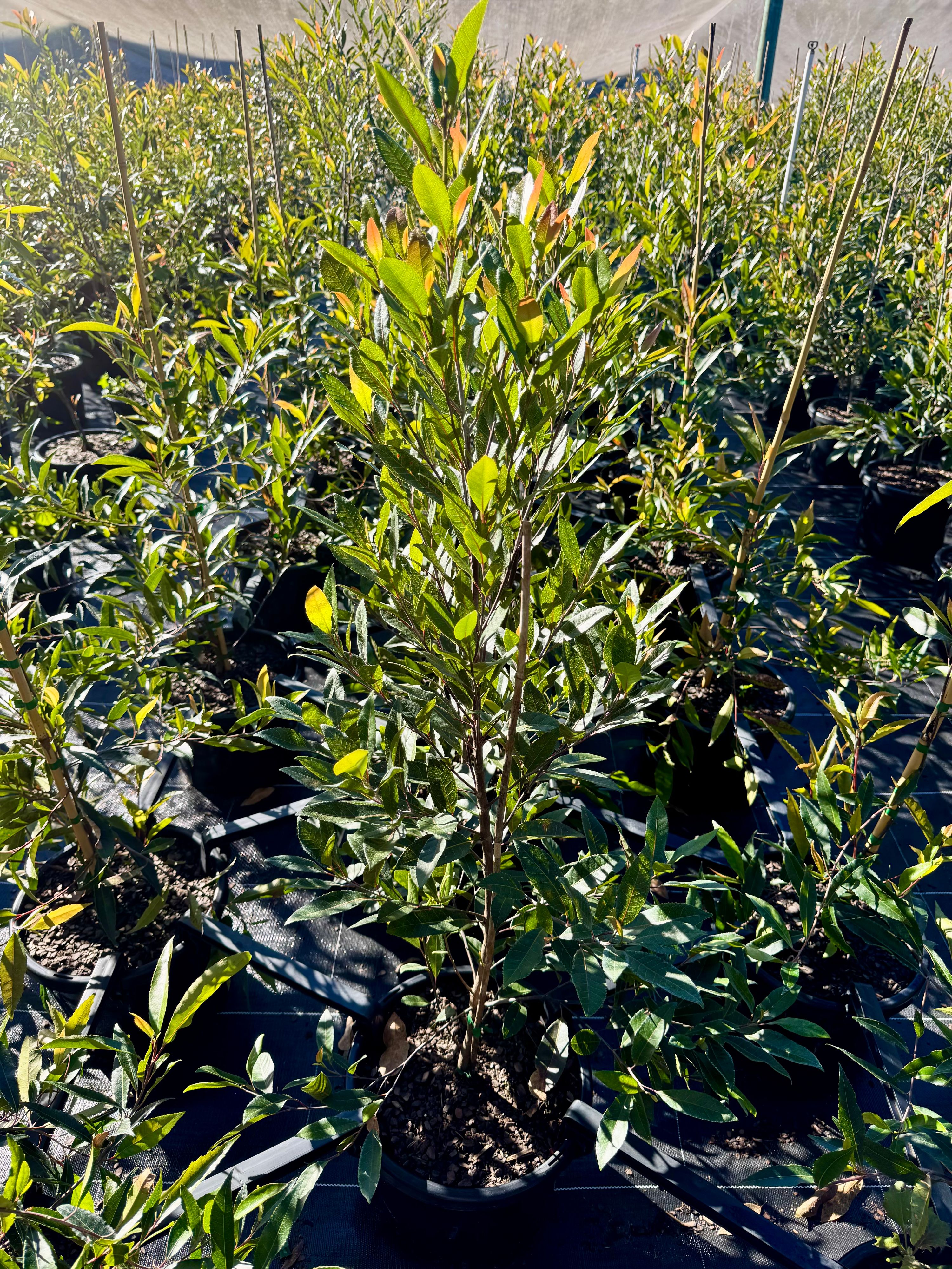 Elaeocarpus reticulatus, photo 5