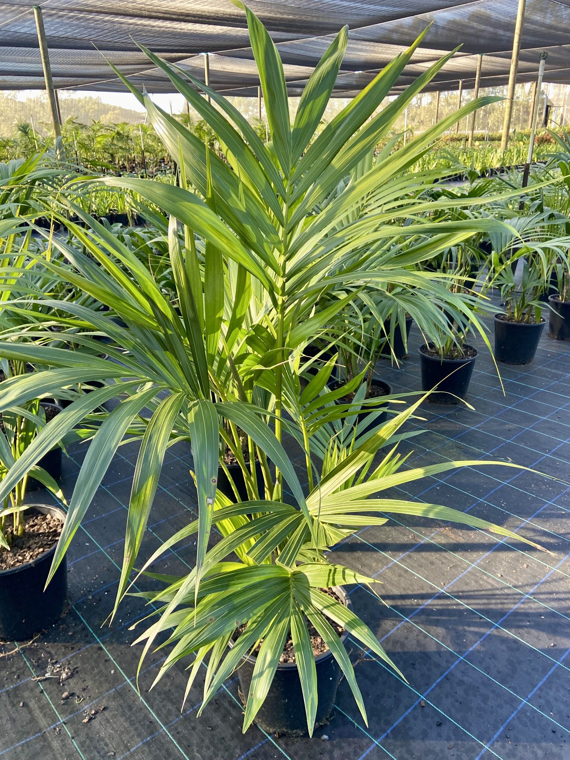 Howea forsteriana (Kentia Palm) grown at the nursery