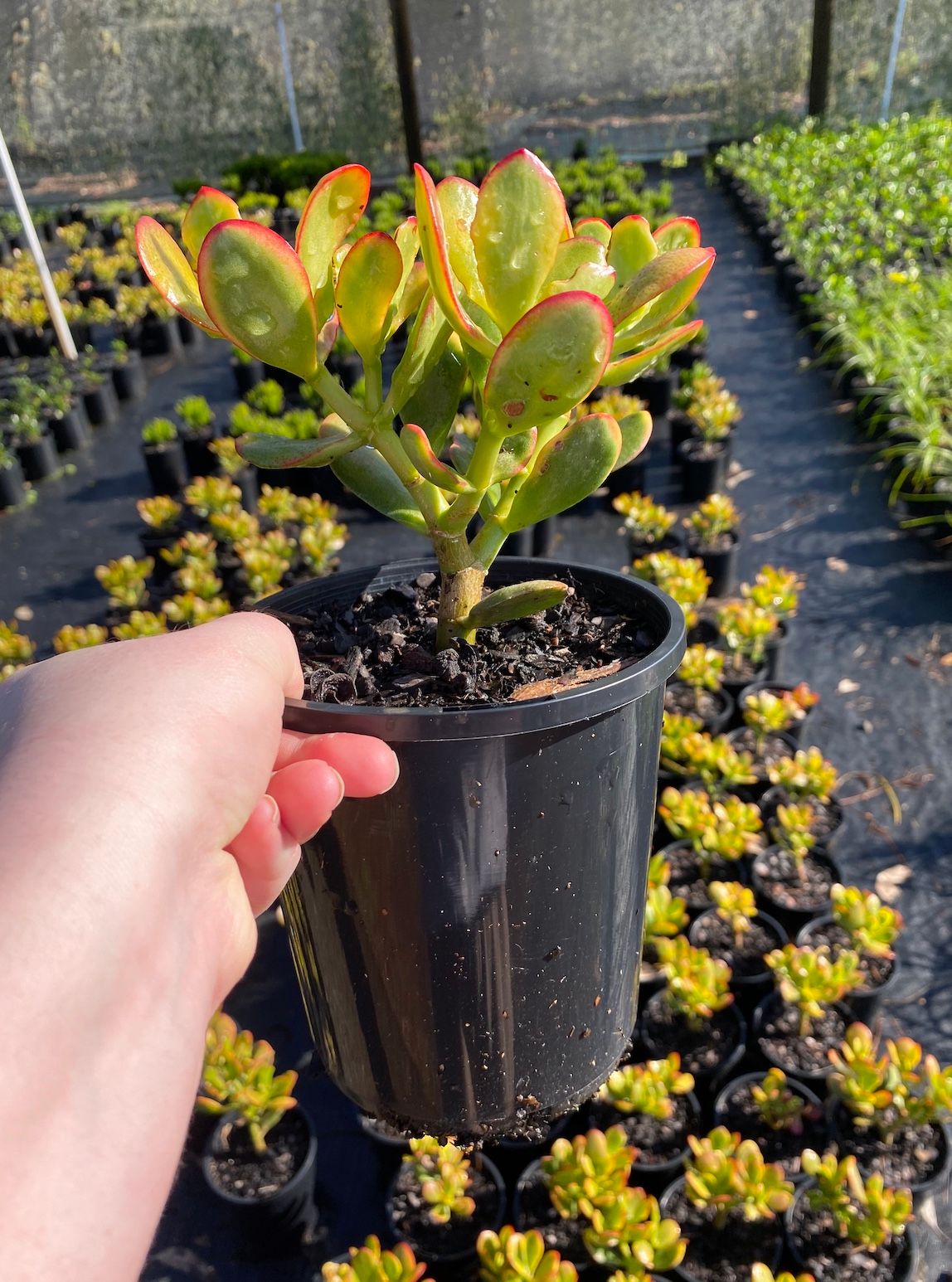 Crassula ovata grown at the nursery