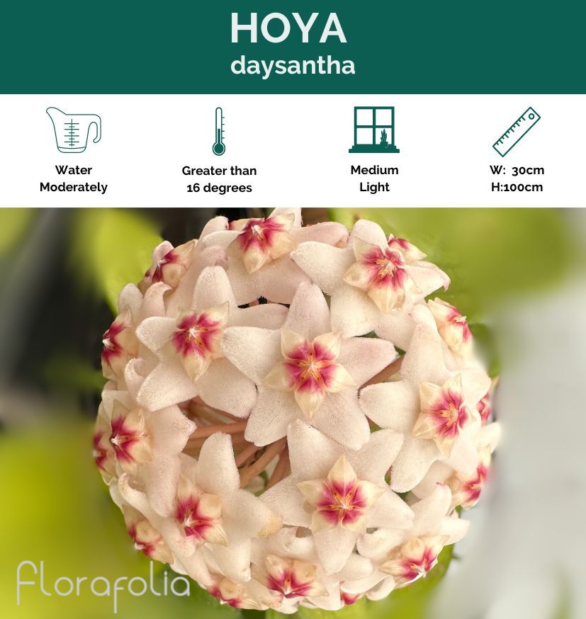 Hoya daysantha grown at the nursery