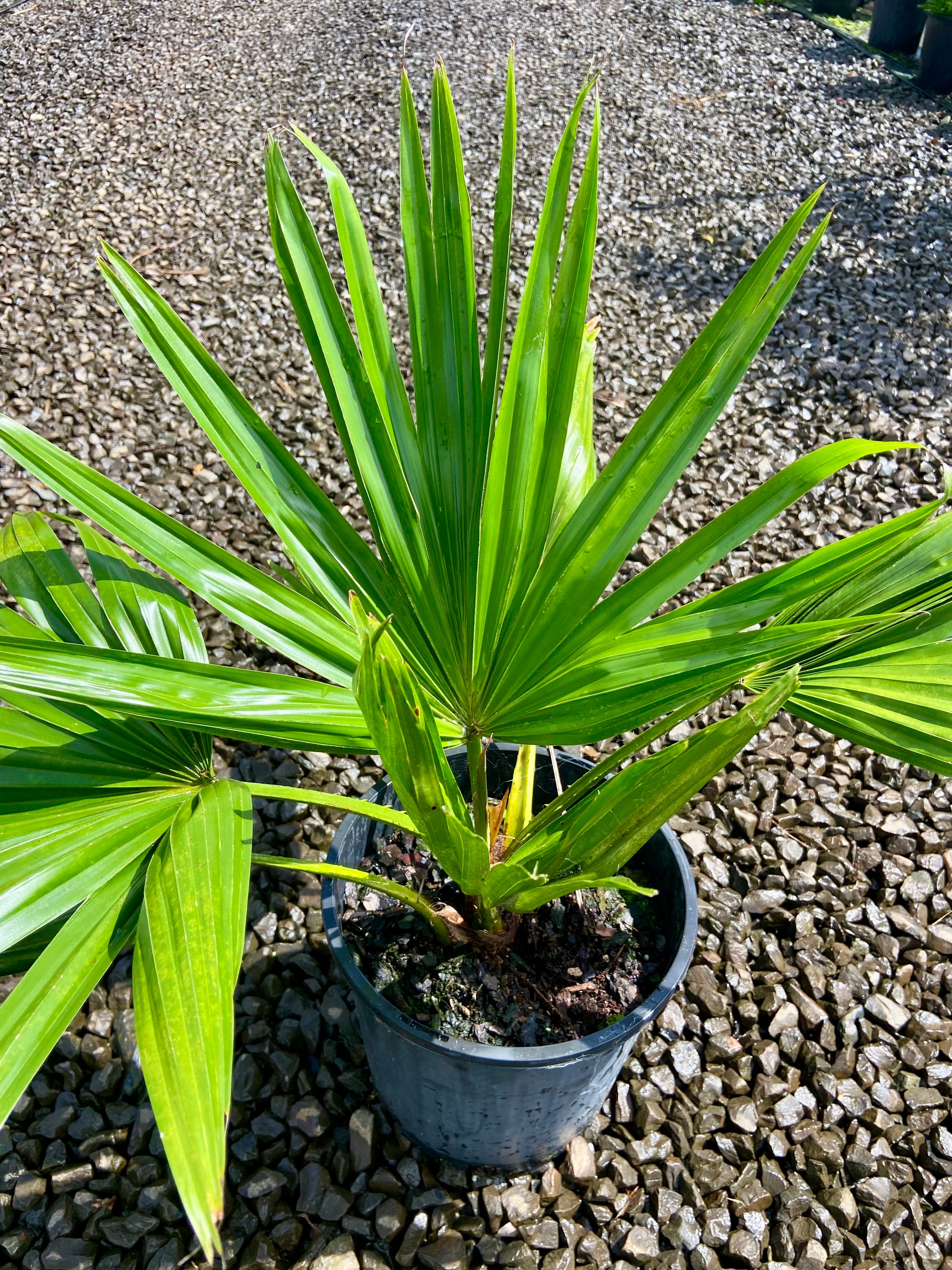 Livistona chinensis grown at the nursery