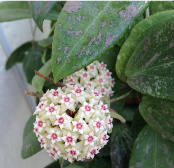 Hoya wibergiae grown at the nursery