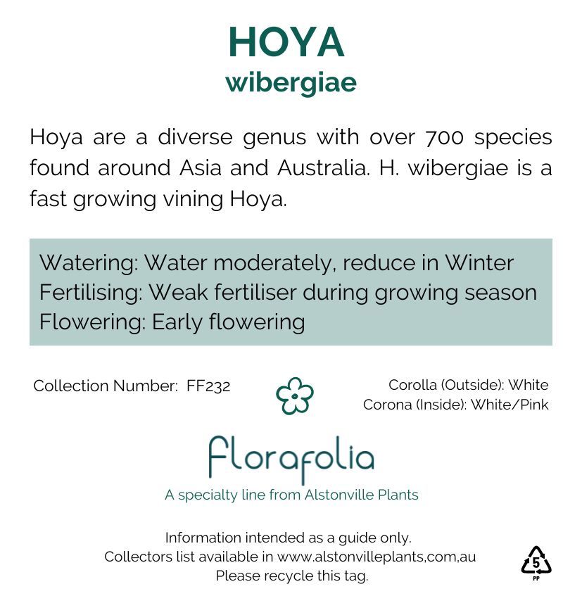 Hoya wibergiae, photo 2