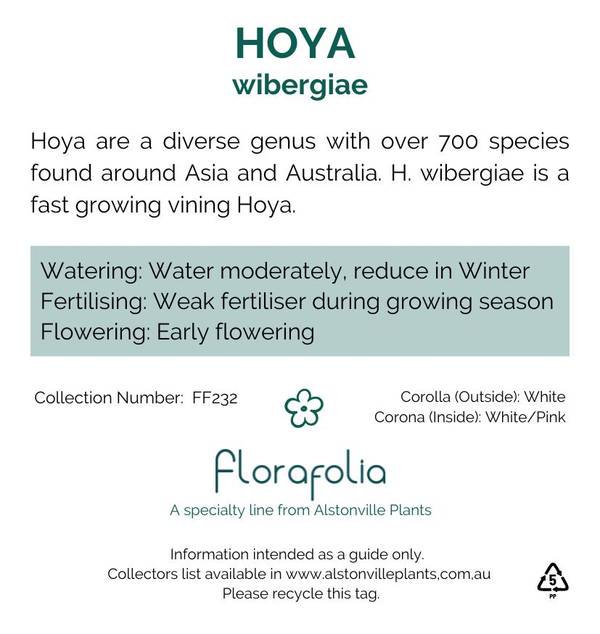 Hoya wibergiae, photo 2