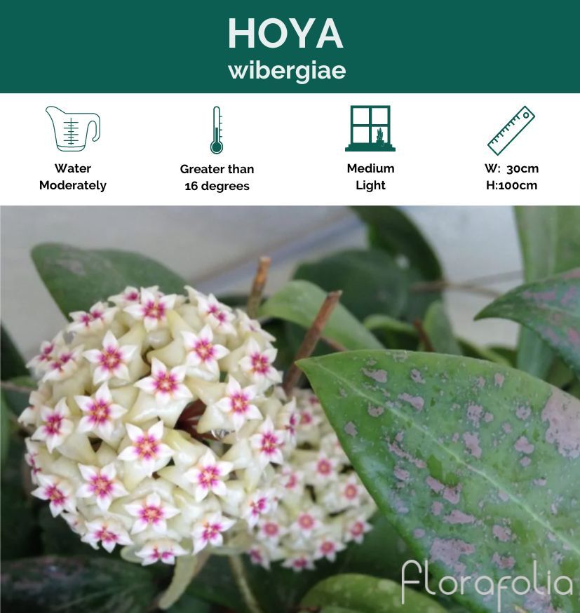 Hoya wibergiae, photo 3