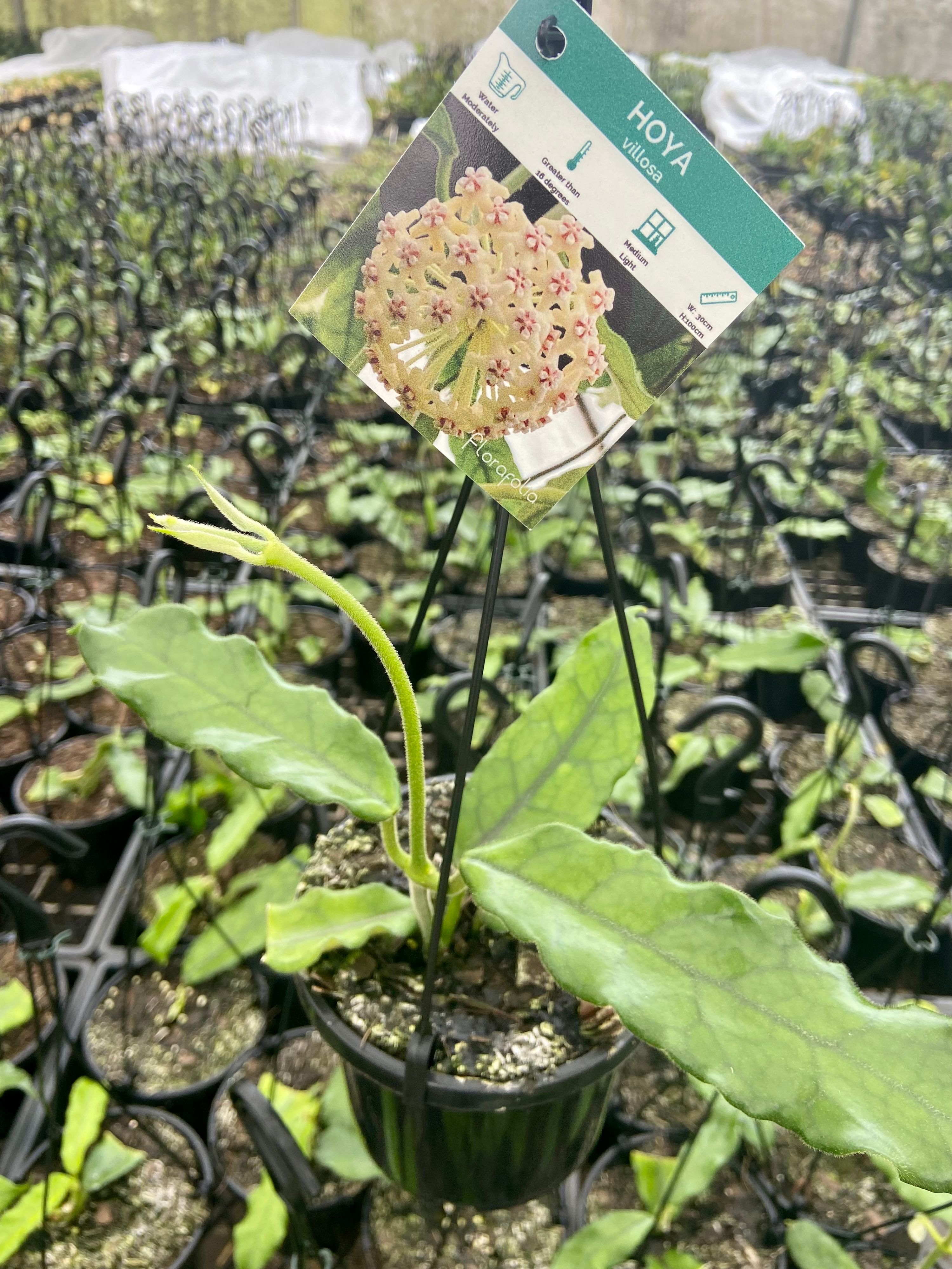 Hoya villosa grown at the nursery