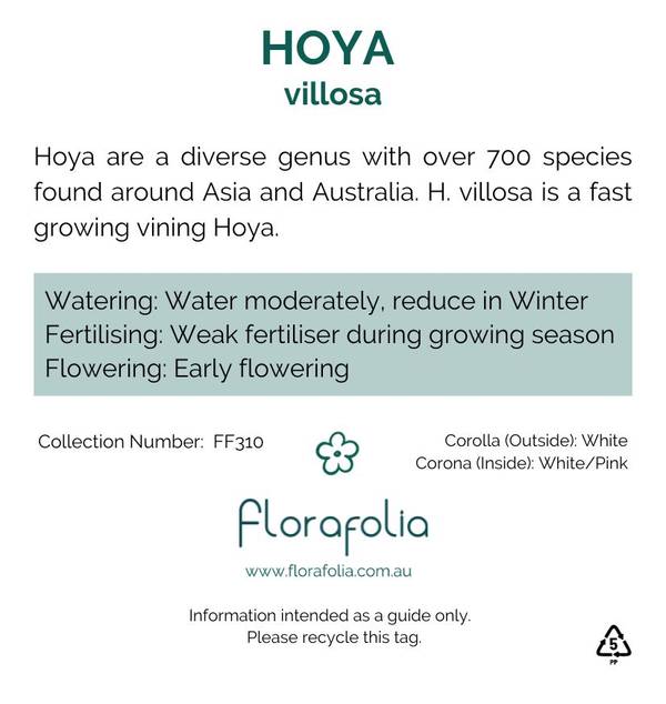 Hoya villosa, photo 2
