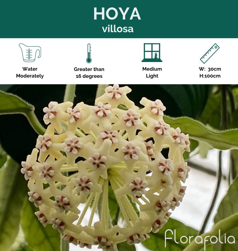 Hoya villosa, photo 3