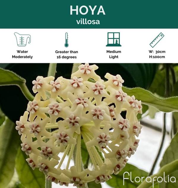 Hoya villosa, photo 2