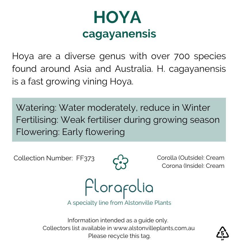 Hoya cagayensis, photo 2