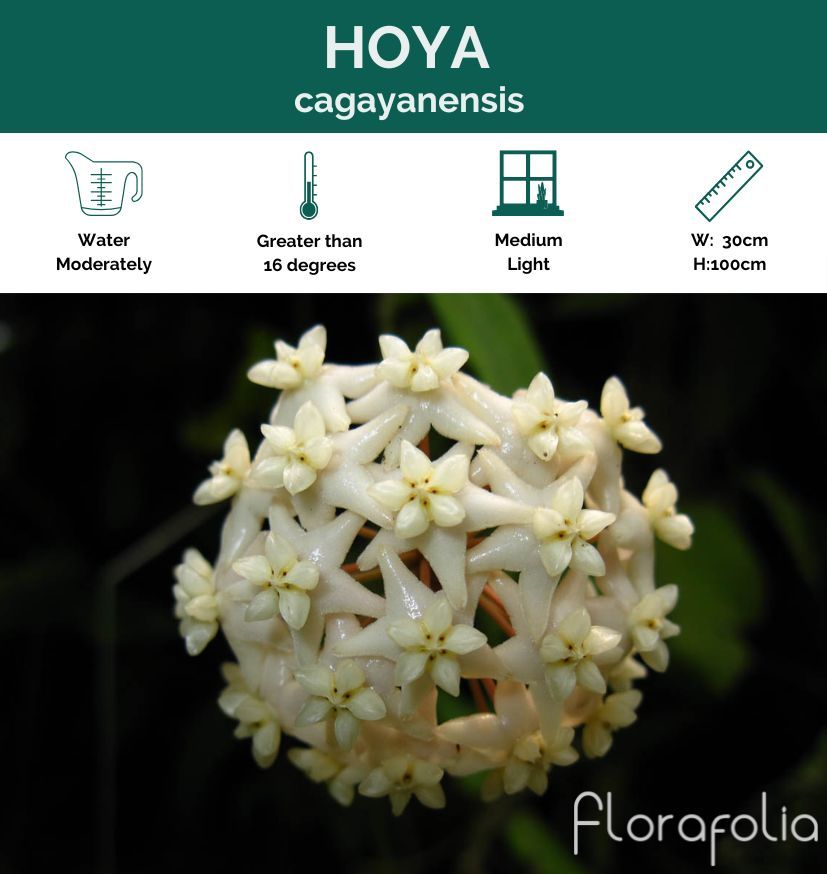 Hoya cagayensis grown at the nursery
