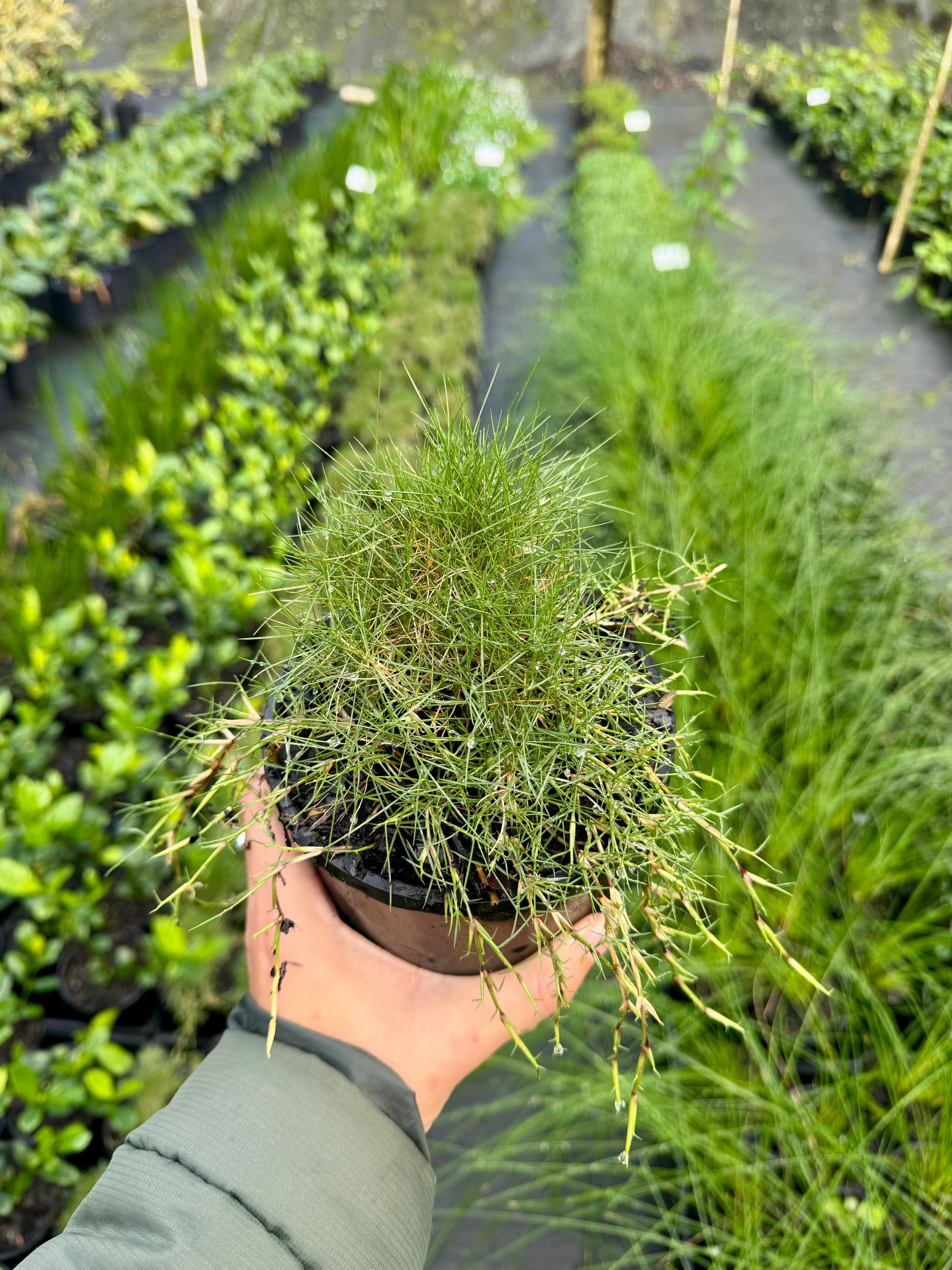 Zoysia tenuifolia grown at the nursery