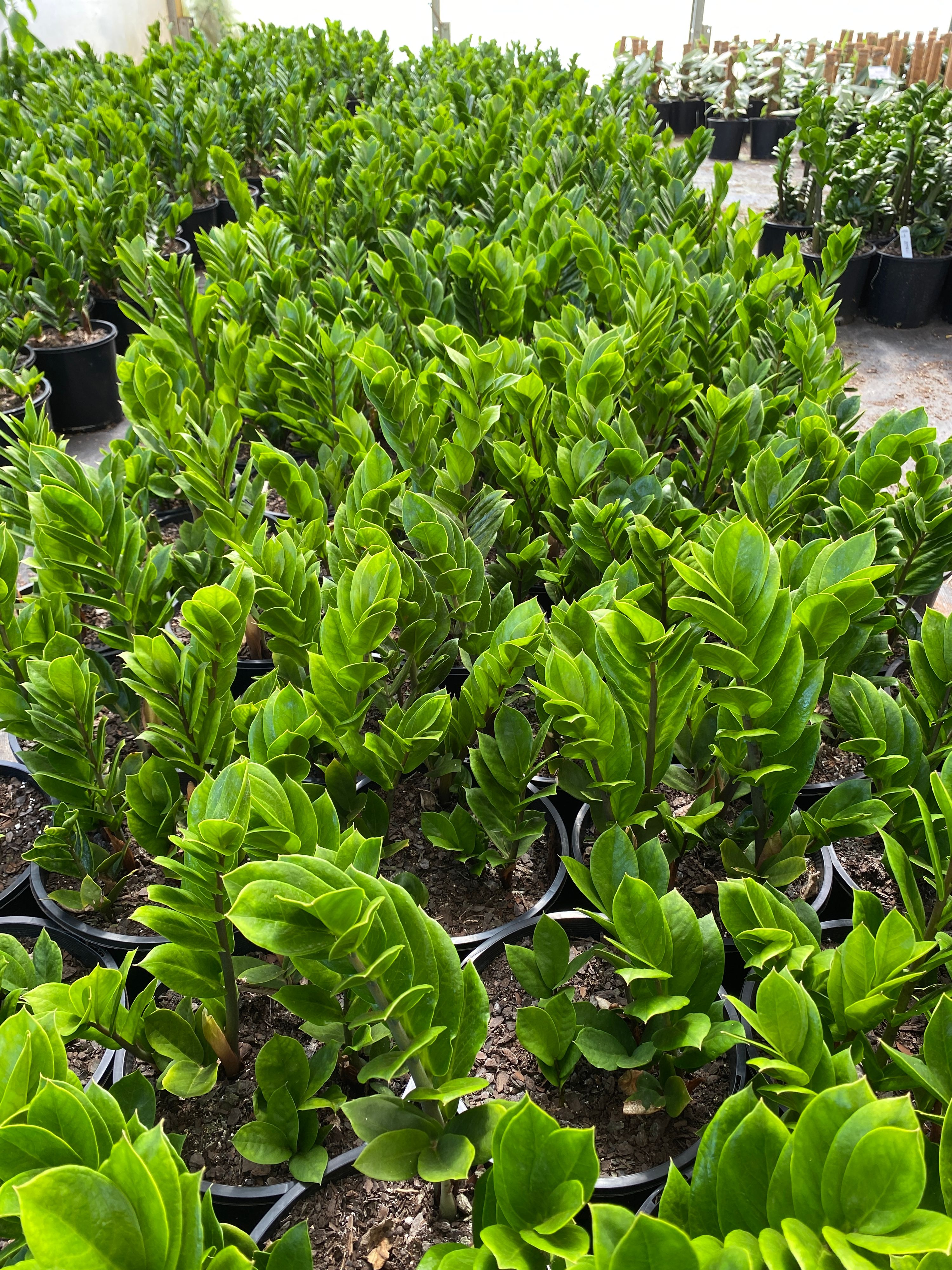 Zamioculcas zamiifolia (Zanzibar Gem) grown at the nursery