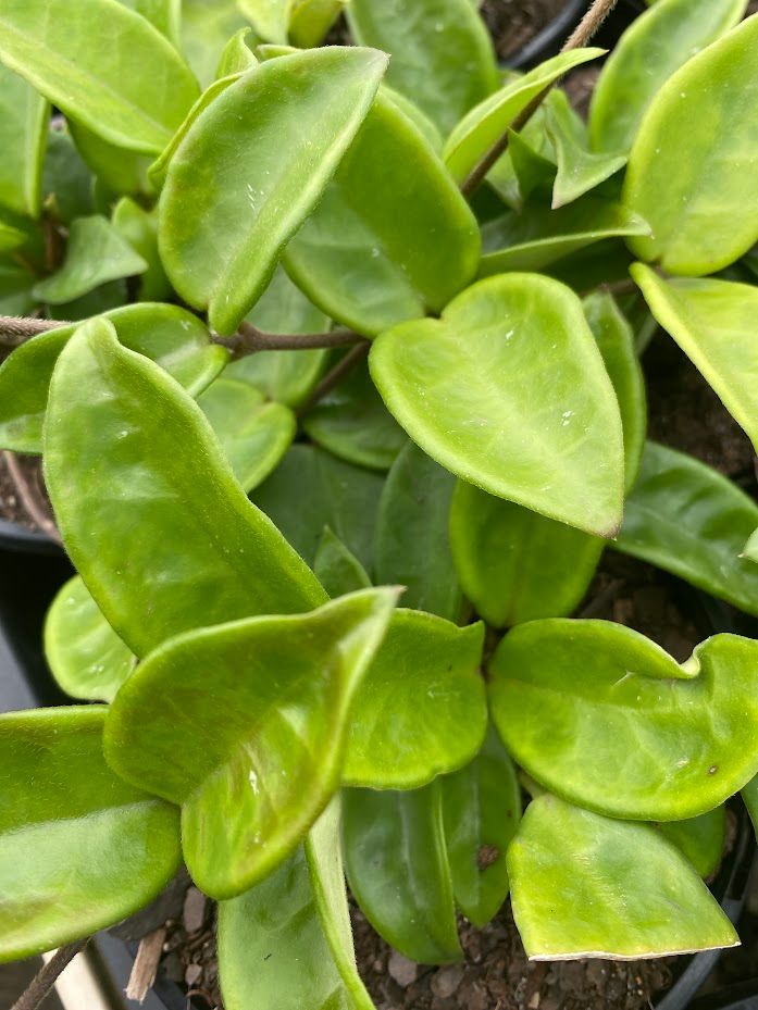 Hoya carnosa grown at the nursery