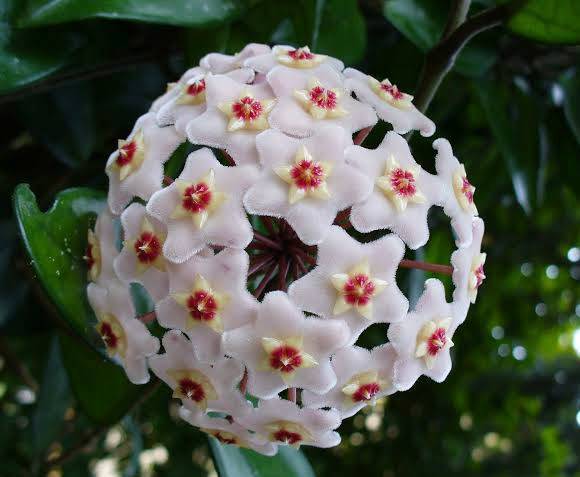 Hoya carnosa, photo 2
