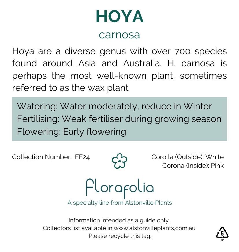 Hoya carnosa, photo 4