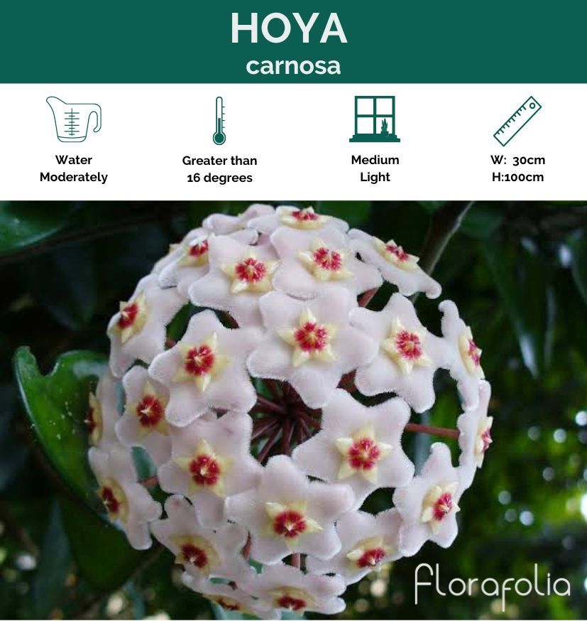 Hoya carnosa, photo 5