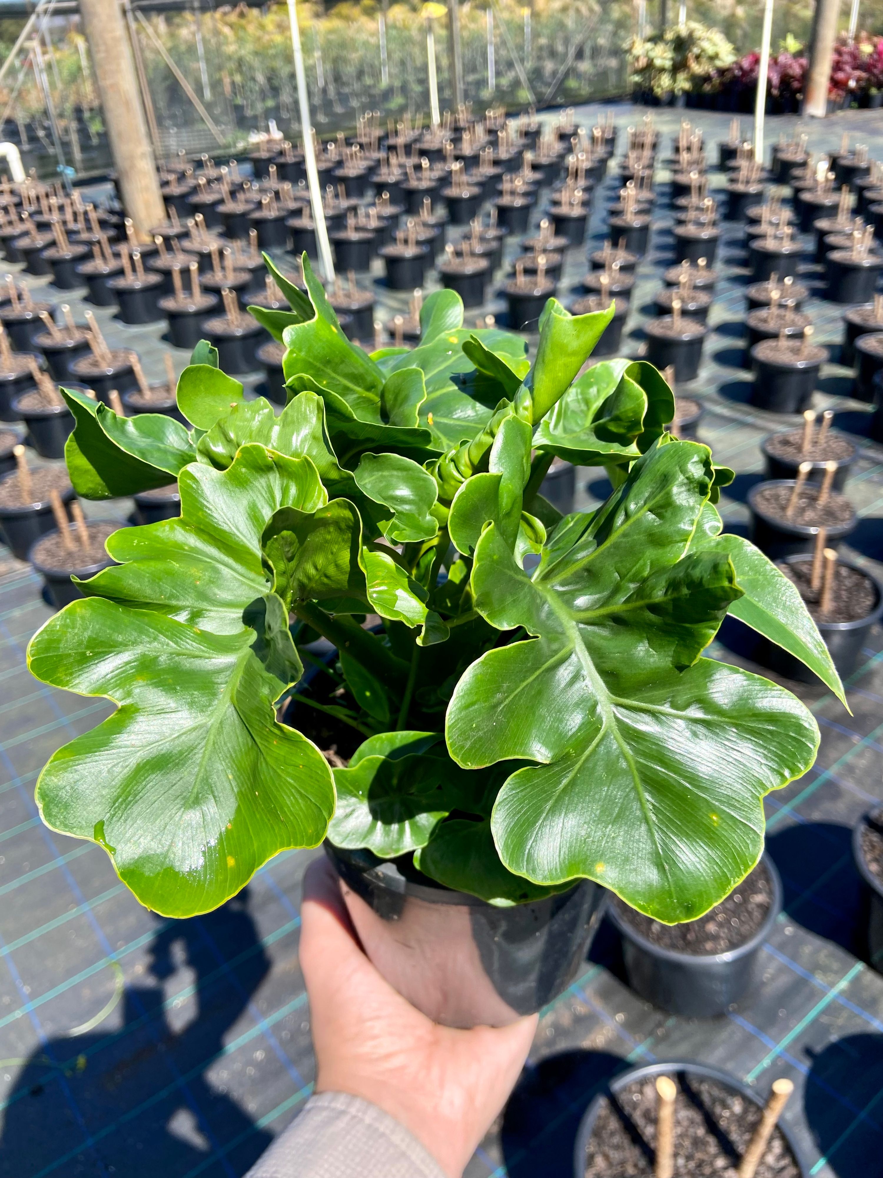 Philodendron selloum Super Atom grown at the nursery