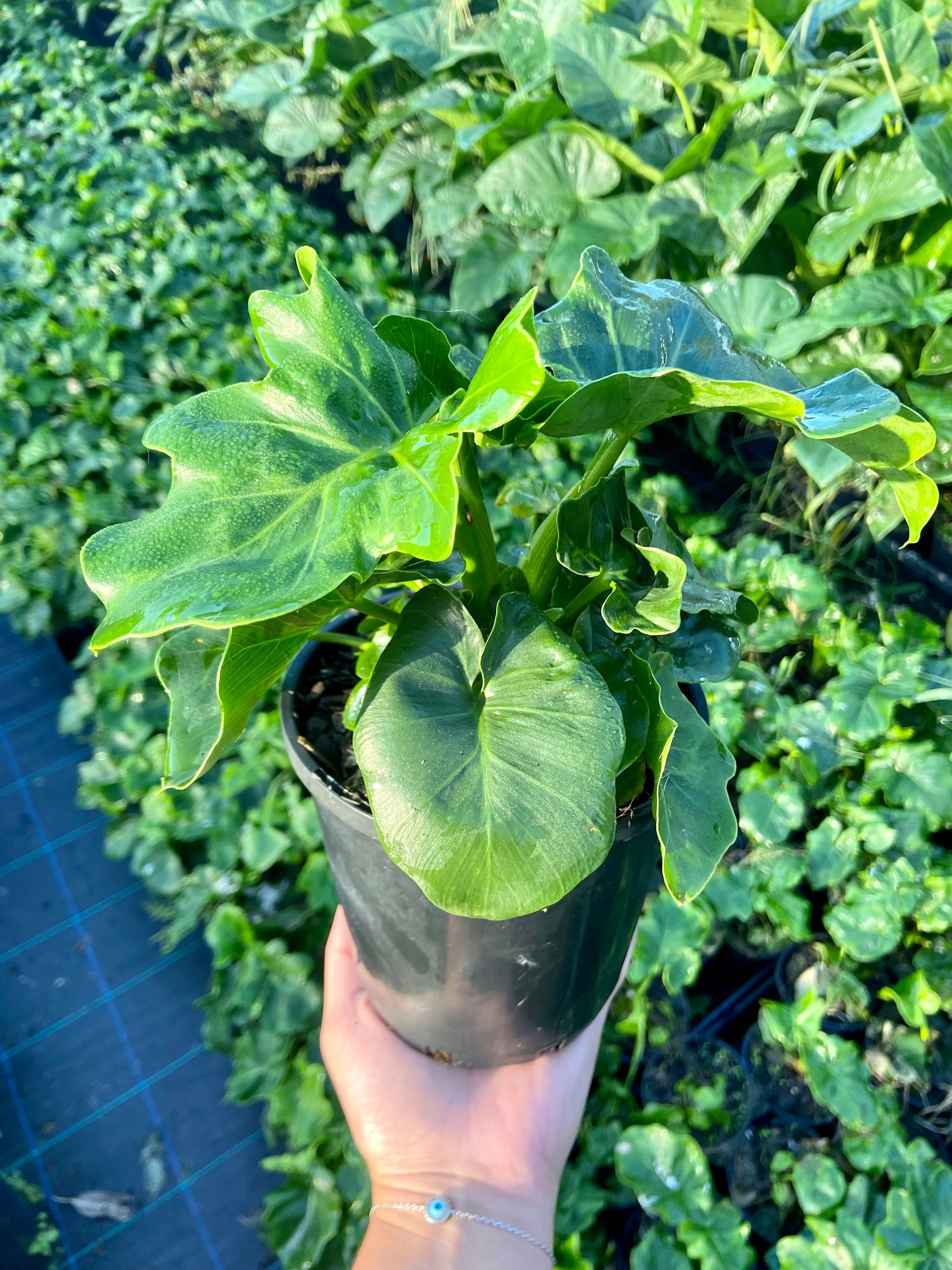 Philodendron selloum Super Atom, photo 2
