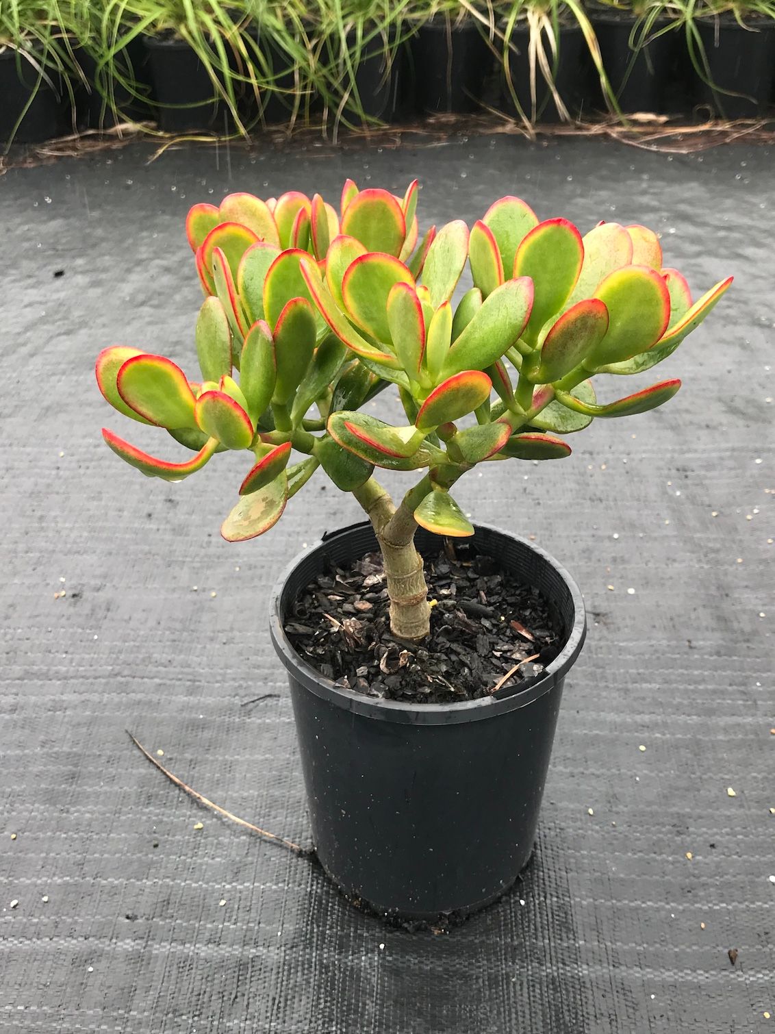 Crassula ovata, photo 2