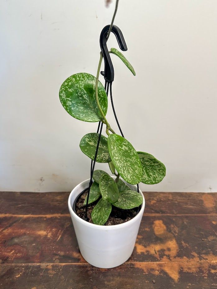 Hoya obovata Splash grown at the nursery