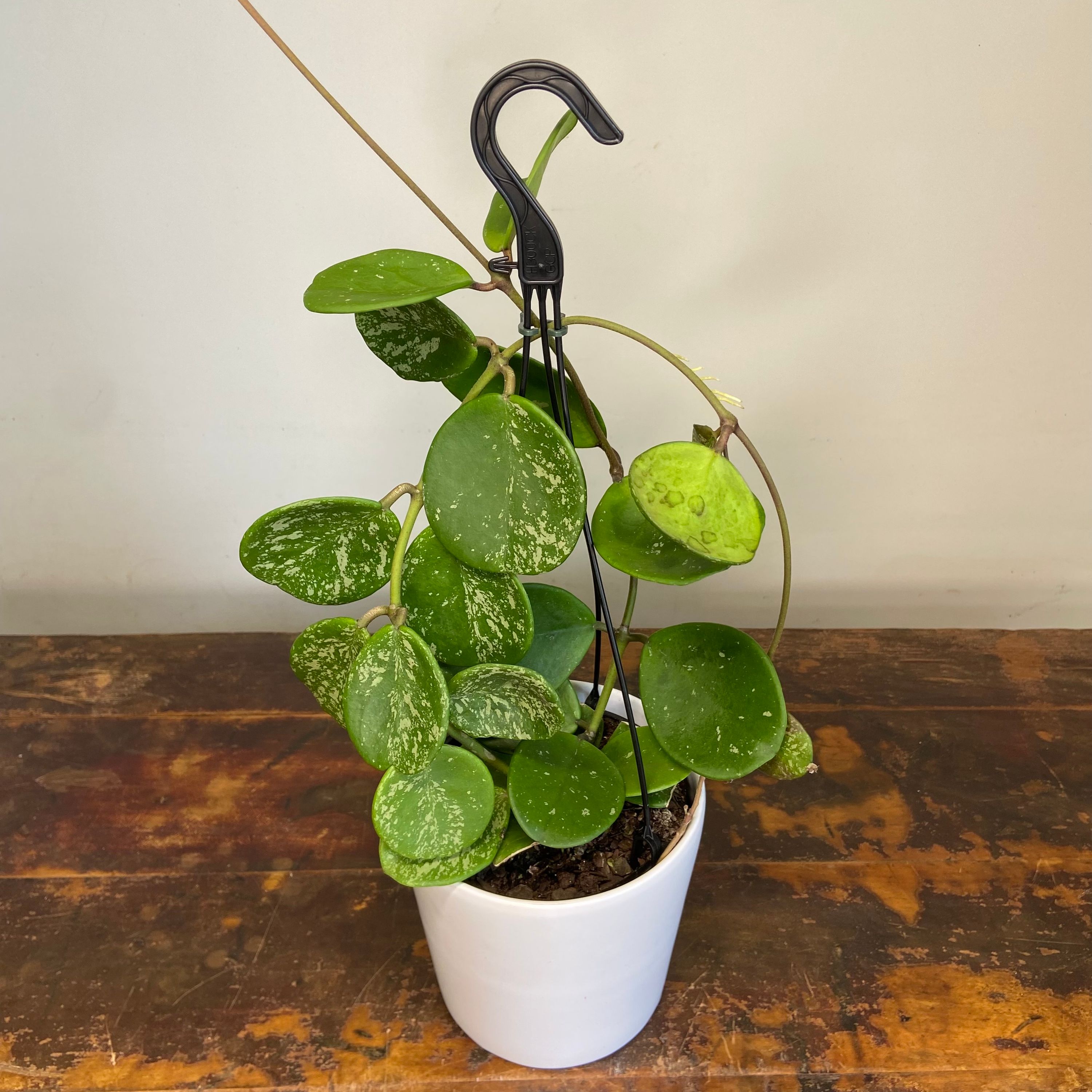 Hoya obovata Splash, photo 2