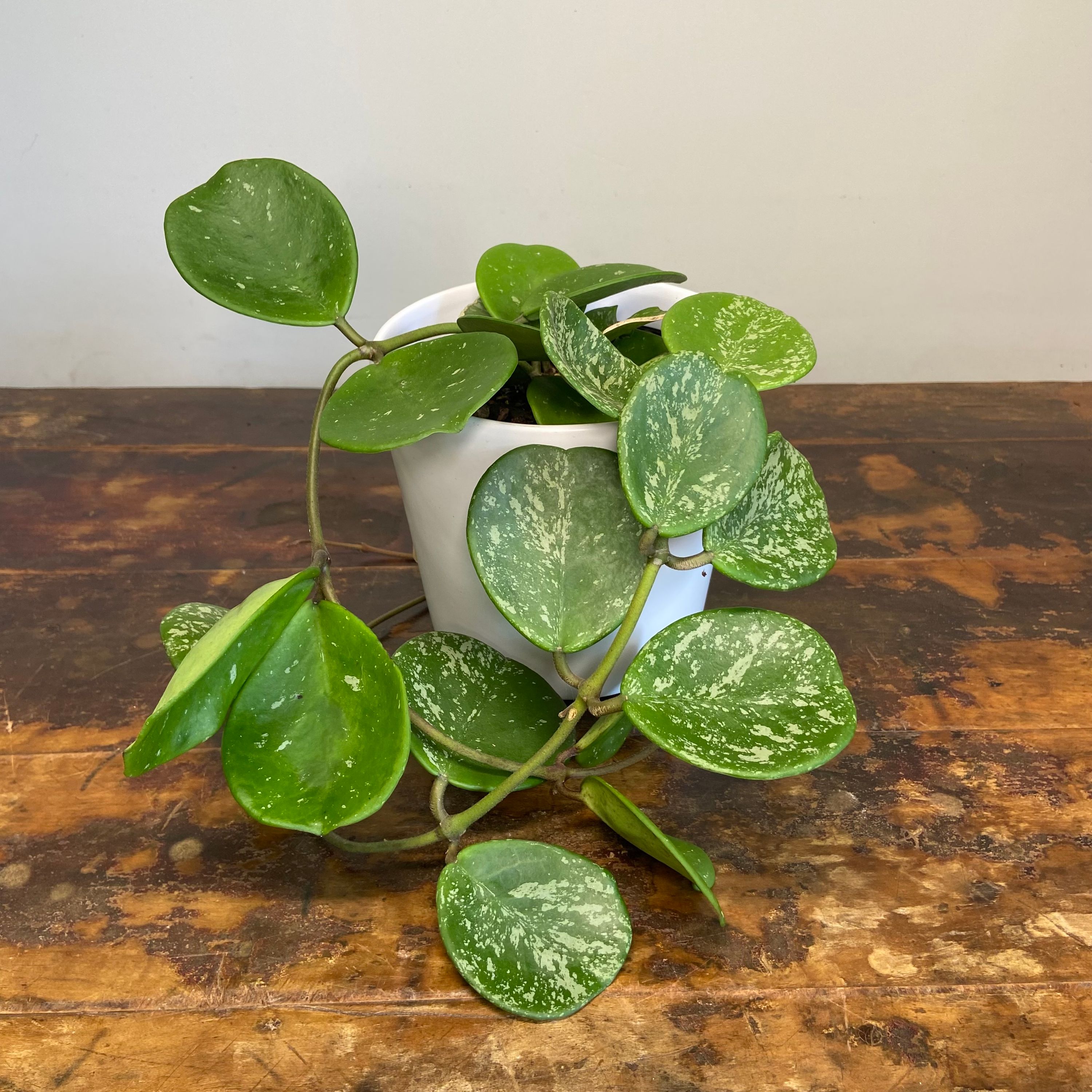 Hoya obovata Splash, photo 3