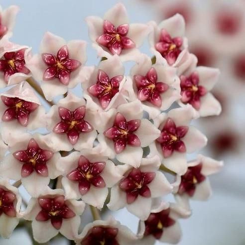Hoya obovata Splash, photo 4